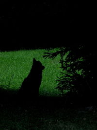 Trees on field at night