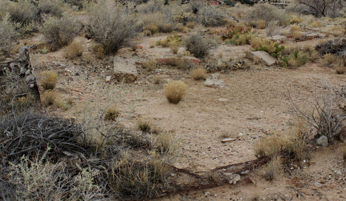 Scenic view of desert