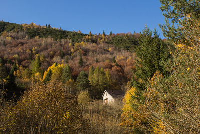 Trees on field against sky during autumn