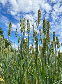 Low angle view of stalks in field against sky