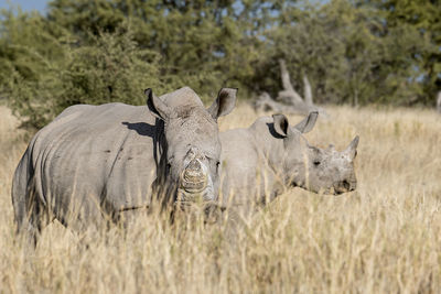 Rhinoceros standing on grassy field