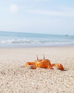 Close-up of crab on beach against sky