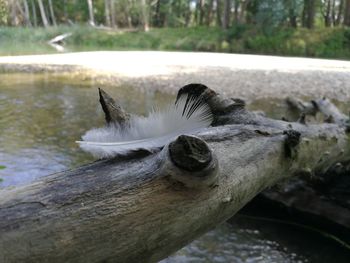 Close-up of crocodile in the lake