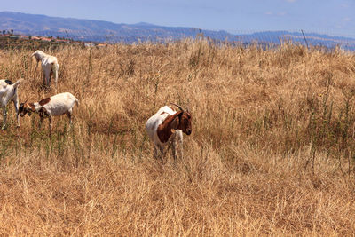 Goats cluster along a hillside with saddleback mountains in aliso and wood canyons wilderness park.