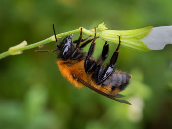 Close-up of bee pollinating flower