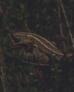 Side view of a lizard on branch in forest