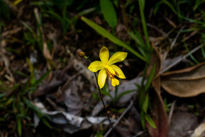 High angle view of yellow flowering plant on field