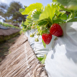 Close-up of strawberry growing on plant