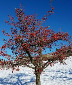 Low angle view of tree against blue sky