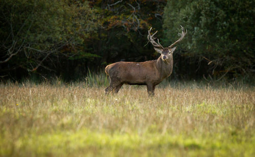 Deer on grassy field against trees