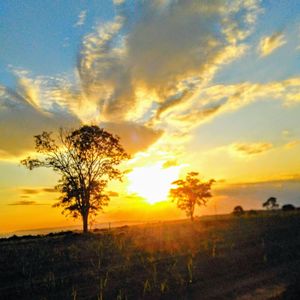 Silhouette tree on field against sky at sunset