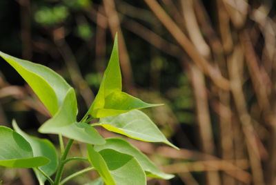 Close-up of green leaves