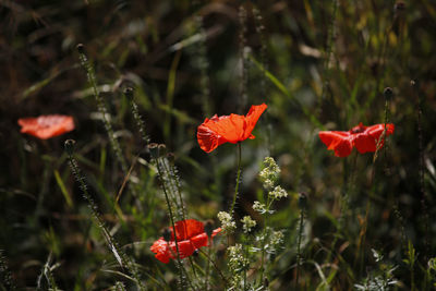 Close-up of red poppy flowers on field