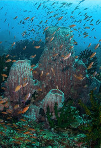 Fish swimming in sea