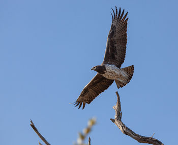 Martial eagle kruger park