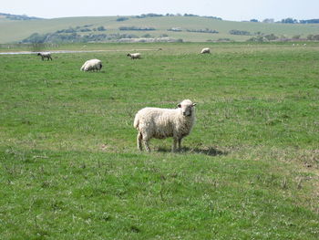 Sheep on grassy field