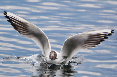 Close-up of black-headed gull landing in lake