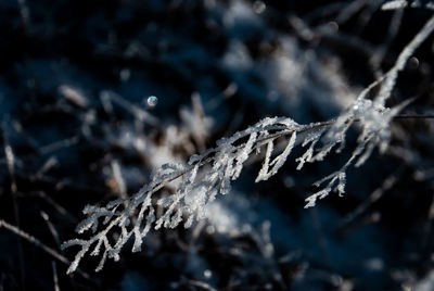 Close-up of frozen plant