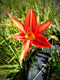 Close-up of red flower