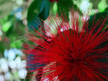 Close-up of red flowering plant