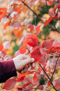 Close-up of hand holding autumn leaves