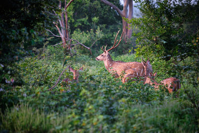 Deer in a forest