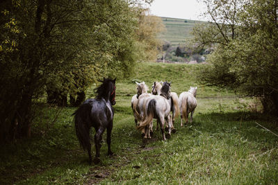 Horses grazing on field