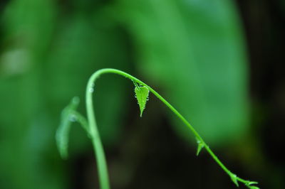 Close-up of plant