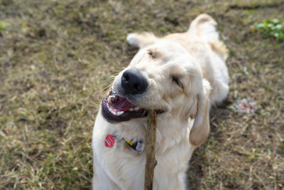 A young male golden retriever lies in the grass and bites a stick.