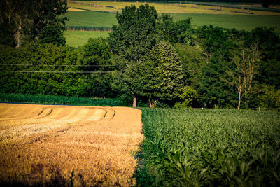 Scenic view of agricultural field