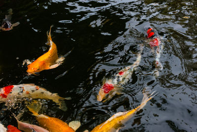 High angle view of koi carps swimming in lake