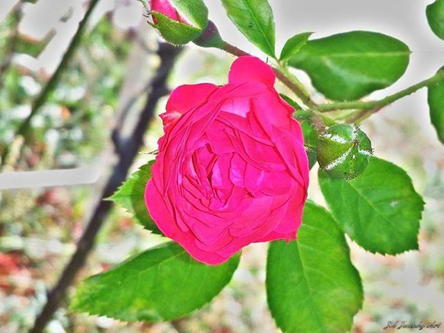 flower, petal, freshness, flower head, fragility, leaf, growth, beauty in nature, close-up, rose - flower, plant, pink color, focus on foreground, single flower, nature, blooming, green color, red, in bloom, day
