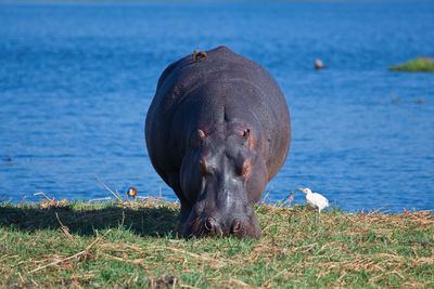 Grazing hippo in front of blue water
