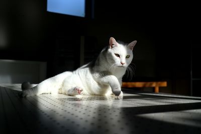 White cat sitting at home