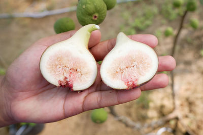 Close-up of hand holding fruit