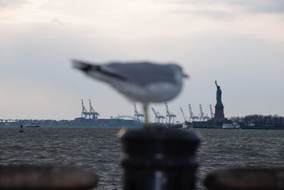 Seagull flying over sea with city in background