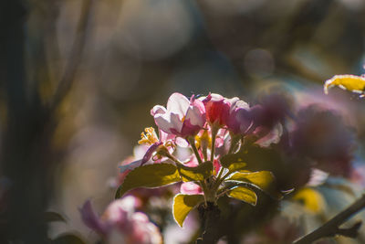 Close-up of pink flowering plant