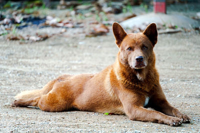 The chocolate brown dog was lying on the ground and was staring at something.