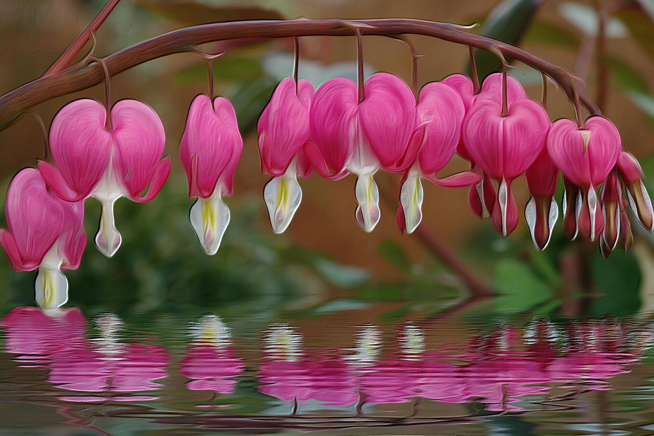 CLOSE-UP OF PINK WATER LILY BLOOMING IN LAKE