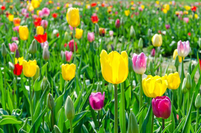 Close-up of pink and yellow tulip flowers