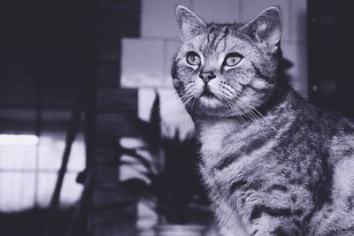 Close-up portrait of cat at home