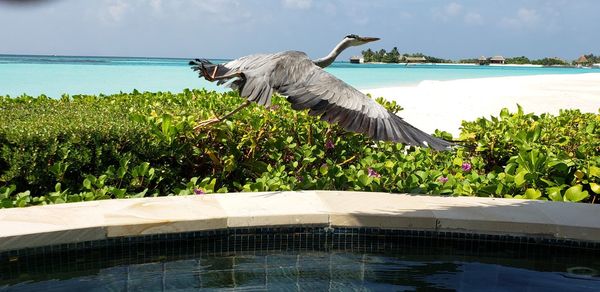 Flying heron in the maldives.