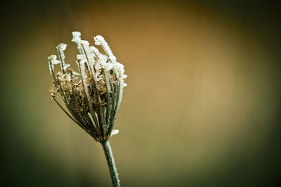 Close-up of flowering plant