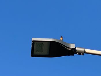 Low angle view of a bird against clear blue sky