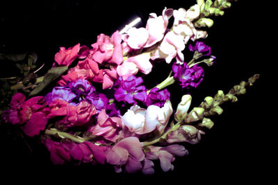 Close-up of flowers against black background