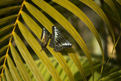 Close-up of butterfly pollinating