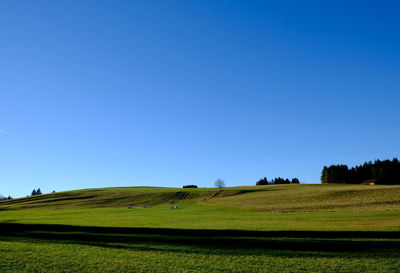 Scenic view of agricultural field against clear blue sky