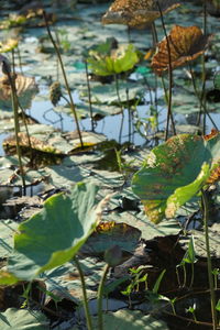 Close-up of water lily on leaves in lake