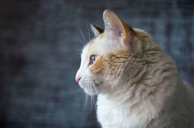 Close-up of cat looking away