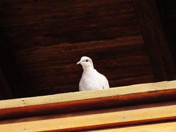 Low angle view of bird perching on wood